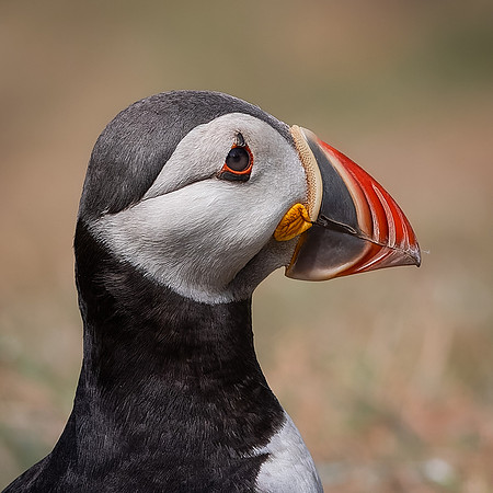 Skomer-88