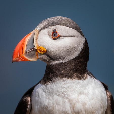 Skomer-89