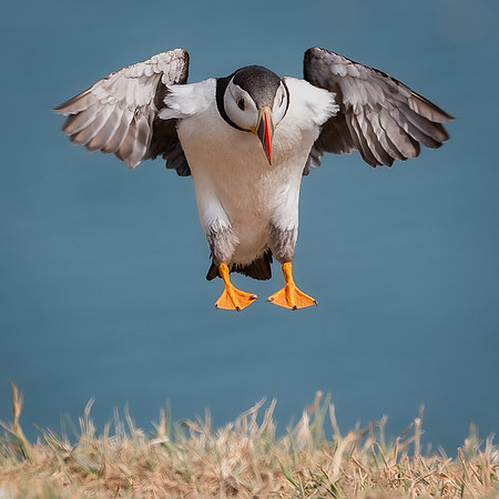 Skomer-87