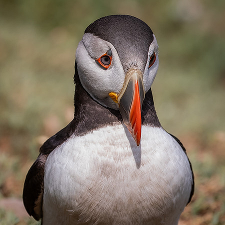 Skomer-95