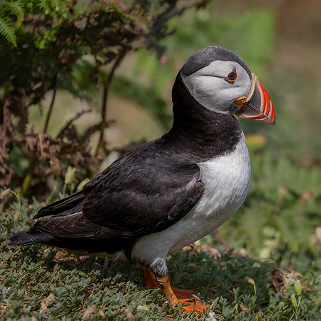 Skomer-93