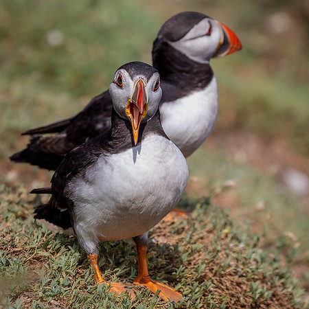Skomer-94