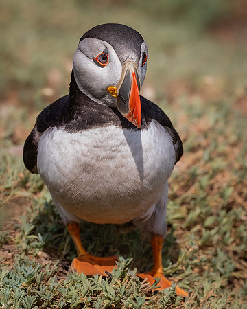 Skomer-96