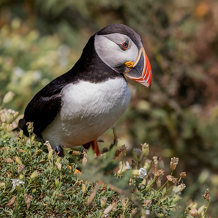 Skomer-91