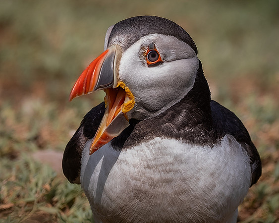 Skomer-97