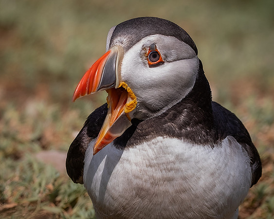 Skomer-98