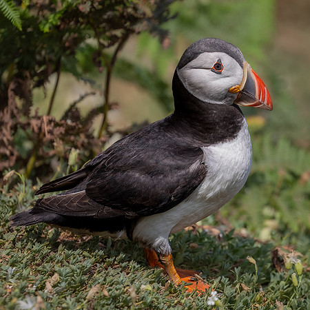 Skomer-92