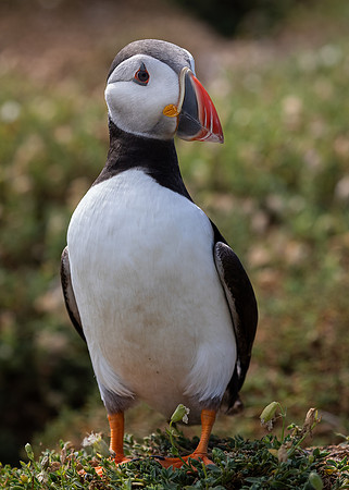 Skomer-103