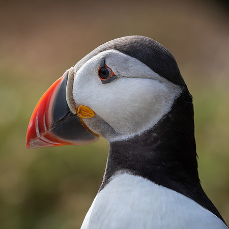 Skomer-104