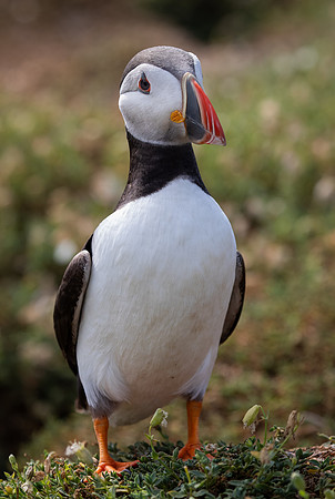 Skomer-102
