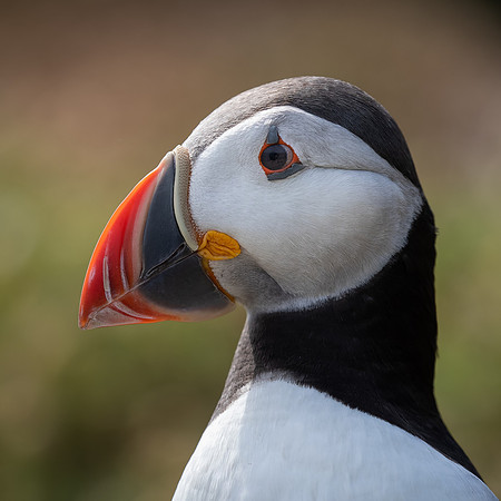 Skomer-105