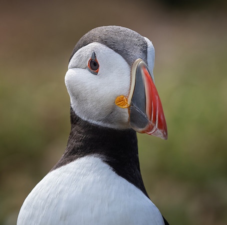 Skomer-107