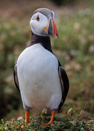 Skomer-108