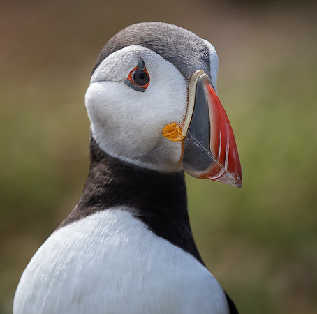 Skomer-106