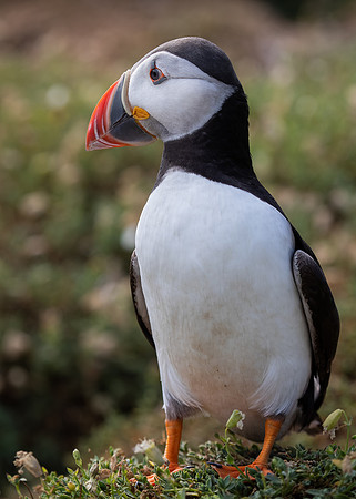 Skomer-109