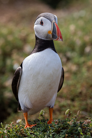 Skomer-101