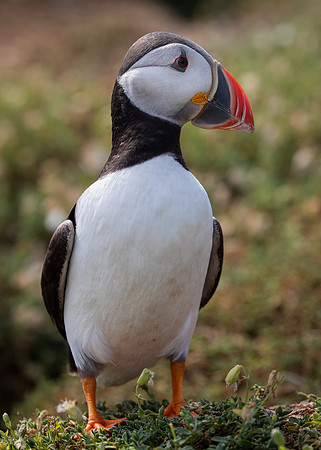 Skomer-100
