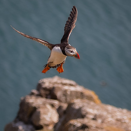 Skomer-113