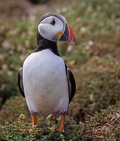 Skomer-99