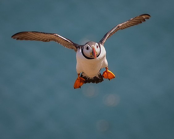 Skomer-114