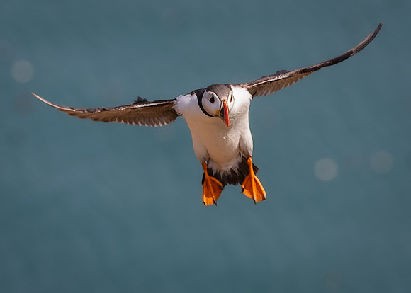 Skomer-116