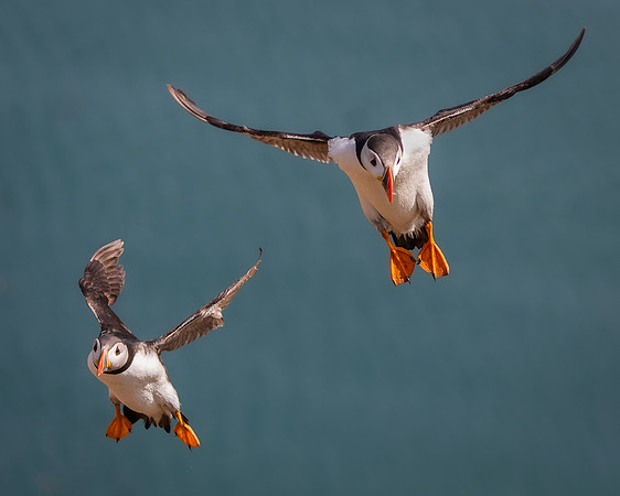 Skomer-115