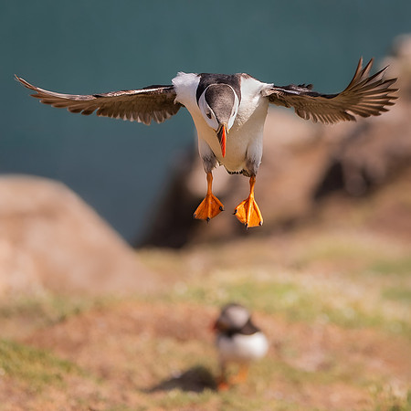Skomer-117