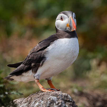 Skomer-112