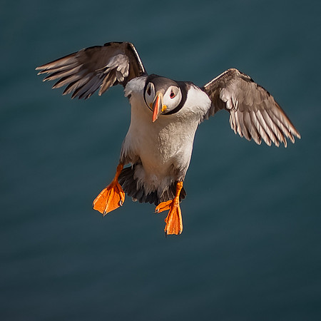 Skomer-118