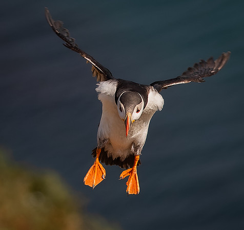Skomer-119