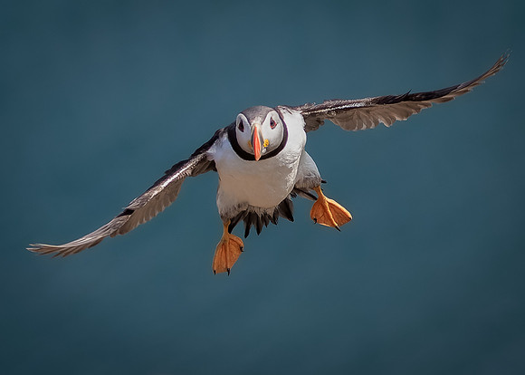 Skomer-122