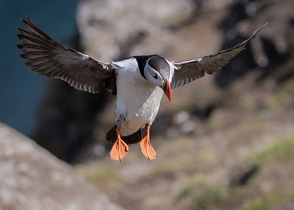 Skomer-121