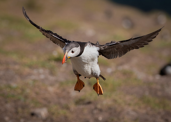 Skomer-124
