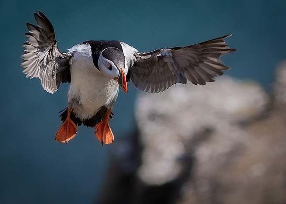Skomer-120