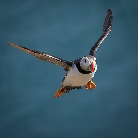 Skomer-126