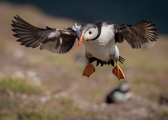 Skomer-123