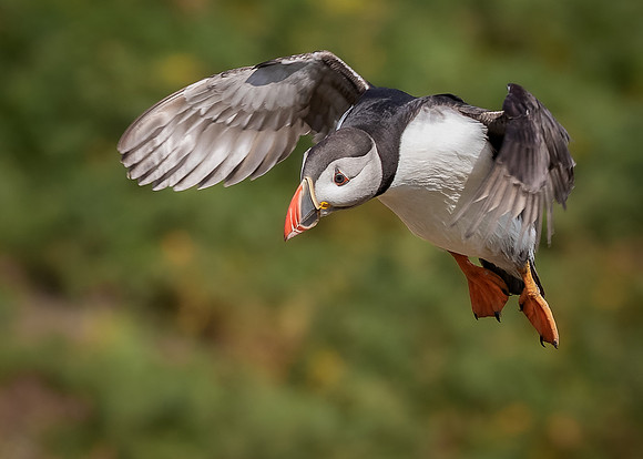Skomer-125