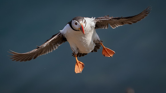 Skomer-130