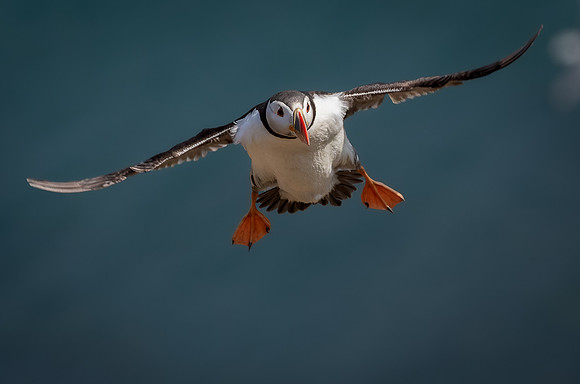 Skomer-129