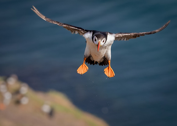 Skomer-132