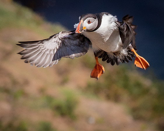 Skomer-133
