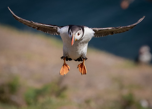 Skomer-131