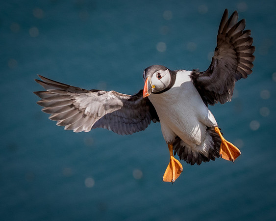 Skomer-134