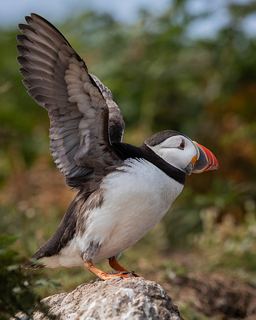 Skomer-111