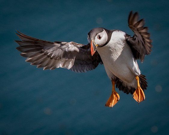 Skomer-135