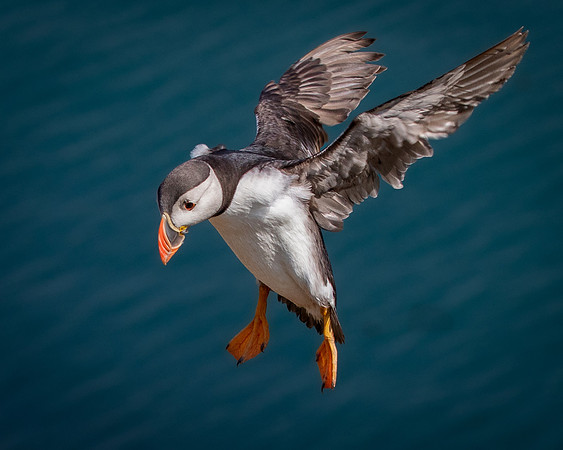 Skomer-136