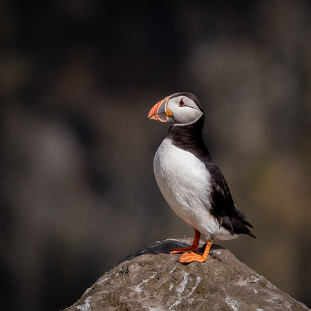 Skomer-139
