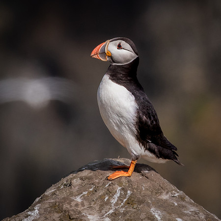 Skomer-138