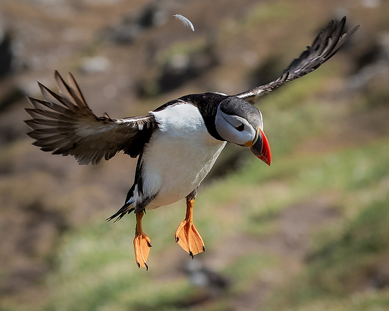 Skomer-128