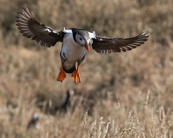 Skomer-140